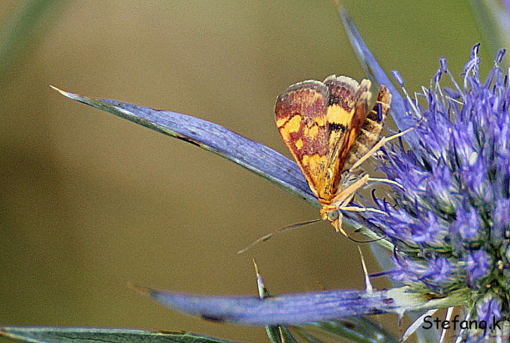 Chi ? - Pyrausta aurata